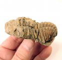 (bild för) Bra Pris Intressant Välformad Trilobit 83 gram från Marocko Trevligt Samlar Objekt Köp Nu!