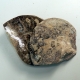 Snygg Samlarfossil 2 st/1 par Ammonit 165 gram Polerade Halvor från Marocko