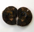 (image for) Good Price Very Beautiful Natural Artwork Fossil 2 pcs/1 pair Ammonite 41 gram Sawn Polished Half´s Interesting Exciting Collectible Item from Morocco Buy Now!