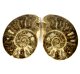 (image for) Good Price Very Beautiful Natural Artwork Fossil 2 pcs/1 pair Ammonite 134 gram Sawn Polished Half´s Interesting Exciting Collectible Item from Morocco Buy Now!