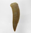 (bild för) Bra Pris Enchodus Fossil Fisktand 5,40 gram Uppskattat 100 milj år gammal från Sahara, Marocko Köp Nu!
