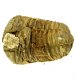 (image for) Good Price High Interesting Well Shaped Fossil Trilobite 147 grams Natural Released Specimen Untreated Nice Collectible Item from Morocco Buy Now!