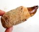 (image for) Good Price Very Exciting Finely Shaped Tooth from Mosasaurus 77 grams Embedded in Hard Sandstone High Interesting Collectible Item from Morocco Buy Now!