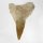 (image for) Good Price Nice Collection Fossile Shark Tooth 30,05 gram Nice Shape from Morocko Purchase Now!