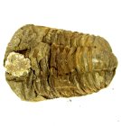 (bild för) Bra Pris Hög Intressant Välformad Fossil Trilobit 147 gram Naturlig Frigjord Exemplar Obehandlad Trevligt Samlar Objekt från Marocko Köp Nu!
