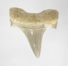 (image for) Good Price Nice Collection Fossile Shark Tooth 10,95 gram Nice Shape from Morocko Purchase Now!