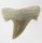 (image for) Good Price Nice Collection Fossile Shark Tooth 11,45 gram Nice Shape from Morocko Purchase Now!
