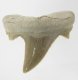 (image for) Good Price Nice Collection Fossile Shark Tooth 11,45 gram Nice Shape from Morocko Purchase Now!