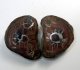 (image for) Good Price Very Beautiful Natural Artwork Fossil 2 pcs/1 pair Septarian Nodul 193 grams Sawn Polished Half´s Interesting Exciting Collectible Item from Morocco Buy Now!