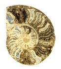 (bild för) Bra Pris Mycket vackert Naturligt Konstverk Fossil Ammonit 128 gram Sågad Polerad Halva Intressant Spännande Samlar Objekt från Marocko Köp Nu!