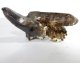 (image for) Good Price Exciting Beautiful Collection of Smoky Quartz 270 grams Natural Cluster with Terminated Crystals High Interesting Collecting Stuff from Africa Buy Now!