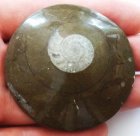 Ammonit i matrix 62-64x15 mm 79 gram