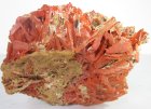 (bild för) Bra Pris Stor Synnerligen Sällsynt Intensiv Rödaktigt Orange Krokoit 734 gram Naturlig Formation Stycke Kristaller Mycket Populärt Svårfunnet Samlarstuff Dundas Tasmanien Australien Köp Nu!