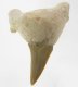(image for) Good Price Nice Collection Fossile Shark Tooth 24,40 gram Nice Shape from Morocko Purchase Now!