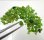 (image for) Good Price Parcel Many Small Very Rare Deep Green Demantoid Garneth 35,99 carat Natural Crystal Good Quality from Africa Purchase Now!