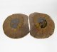 (image for) Good Price Very Beautiful Natural Artwork Fossil 2 pcs/1 pair Ammonite 17,90 gram Sawn Polished Half´s Interesting Exciting Collectible Item from Morocco Buy Now!