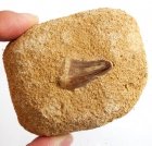 Dinosaurietand från mossasaurie 87 gram Inbäddad i Porös Sandsten fr Marocko