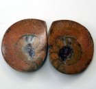 (image for) Good Price Very Beautiful Natural Artwork Fossil 2 pcs/1 pair Ammonite 55 gram Sawn Polished Half´s Interesting Exciting Collectible Item from Morocco Buy Now!