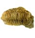 (image for) Good Price High Interesting Well Shaped Fossil Trilobite 141 grams Natural Released Specimen Untreated Nice Collectible Item from Morocco Buy Now!