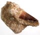 (image for) Good Price Very Exciting Finely Shaped Tooth from Mosasaurus 79 grams Embedded in Hard Sandstone High Interesting Collectible Item from Morocco Buy Now!