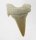 (image for) Good Price Nice Collection Fossile Shark Tooth 5,40 gram Nice Shape from Morocko Purchase Now!
