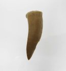 (bild för) Bra Pris Enchodus Fossil Fisktand 2,85 gram Uppskattat 100 milj år gammal från Sahara, Marocko Köp Nu!