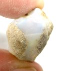 (bild för) Bra Pris Sällsynt Rå Oslipad Lystrande Somalisk Opal 20,85 carat Naturlig Kristall Mycket Fin Kvalitet & Färg Sprakande Köp Nu!