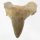 (image for) Good Price Nice Collection Fossile Shark Tooth 26,80 gram Nice Shape from Morocko Purchase Now!