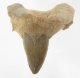 (image for) Good Price Nice Collection Fossile Shark Tooth 26,80 gram Nice Shape from Morocko Purchase Now!