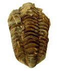 (bild för) Bra Pris Hög Intressant Välformad Fossil Trilobit 97 gram Naturlig Frigjord Exemplar Obehandlad Trevligt Samlar Objekt från Marocko Köp Nu!