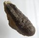 (image for) Good Price High Interesting Well Shaped Very Beautiful Fossil Trilobite 292 grams Natural Whole Specimen with Matrix Perfect Exclusive Collector's Item from Morocco Buy Now!