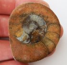 Polerad Ammonit 50x42 mm 36 gram