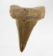 (image for) Good Price Nice Collection Fossile Shark Tooth 6,10 gram Nice Shape from Morocko Purchase Now!