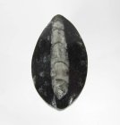 (bild för) Bra Pris Intressant Marmorerad Ortoceratit 22,70 gram Polerat Samlarobjekt från Marocko Köp Nu!