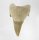 (image for) Good Price Nice Collection Fossile Shark Tooth 23,35 gram Nice Shape from Morocko Purchase Now!