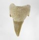 (image for) Good Price Nice Collection Fossile Shark Tooth 23,35 gram Nice Shape from Morocko Purchase Now!