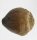 (image for) Good Price Exciting Finely Shaped Tooth from Mosasaur 7,85 grams High Interesting Collectible Item from Morocco Buy Now!