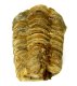 (image for) Good Price High Interesting Well Shaped Fossil Trilobite 81 grams Natural Released Specimen Untreated Nice Collectible Item from Morocco Buy Now!