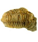 (bild för) Bra Pris Hög Intressant Välformad Fossil Trilobit 141 gram Naturlig Frigjord Exemplar Obehandlad Trevligt Samlar Objekt från Marocko Köp Nu!
