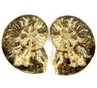 (image for) Good Price Very Beautiful Natural Artwork Fossil 2 pcs/1 pair Ammonite 151 gram Sawn Polished Half´s Interesting Exciting Collectible Item from Morocco Buy Now!