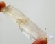 (bild för) Bra Pris Mycket Stor Fin kvalitet Rosa-Gul Spodumen 140 carat Naturlig Kristall Transparent Perfekt Samlar Objekt från Afganistan Köp Nu!