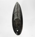 Bra Pris Unikt Smycke Fossil Marmorerad Ortoceratit 15,60 gram Polerat Hänge med Hål från Marocko Köp Nu!