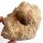 (image for) Good Price Very Exciting Finely Shaped Tooth from Mosasaurus 240 grams Embedded in Hard Sandstone High Interesting Collectible Item from Morocco Buy Now!