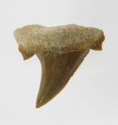 (image for) Good Price Nice Collection Fossile Shark Tooth 4,65 gram Nice Shape from Morocko Purchase Now!