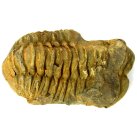 (image for) Good Price High Interesting Well Shaped Fossil Trilobite 73 grams Natural Released Specimen Untreated Nice Collectible Item from Morocco Buy Now!