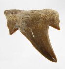 (image for) Good Price Nice Collection Fossile Shark Tooth 5,15 gram Nice Shape from Morocko Purchase Now!