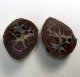 (image for) Good Price Very Beautiful Natural Artwork Fossil 2 pcs/1 pair Septarian Nodul 112 grams Sawn Polished Half´s Interesting Exciting Collectible Item from Morocco Buy Now!