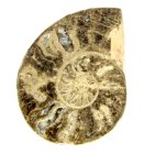(image for) Good Price Very Beautiful Natural Artwork Fossil Ammonite 150 grams Sawn Polished Half Interesting Exciting Collectible Item from Morocco Buy Now!