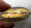 (image for) Good Price Very Good Quality Rainbow Lusterous Labradorite 42,66 carat Oval Cabochon Cut Outstanding Luster & Colur play from Madagascar Purchase Now!