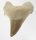 (image for) Good Price Nice Collection Fossile Shark Tooth 16,40 gram Nice Shape from Morocko Purchase Now!